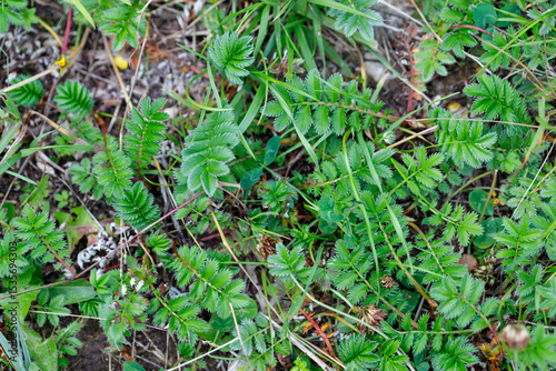 Ground Cover of Serrated Leaf Plants and Grass