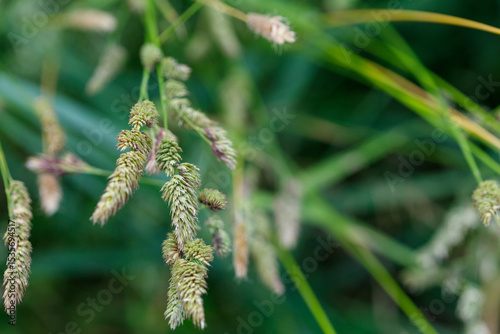 Close-up of Grass Seed Heads and Blades