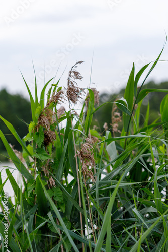 Close-up of Green Grass and Brown Seed Heads