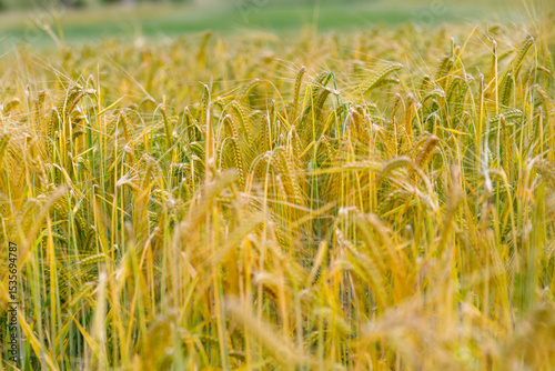 Field of Ripe Barley
