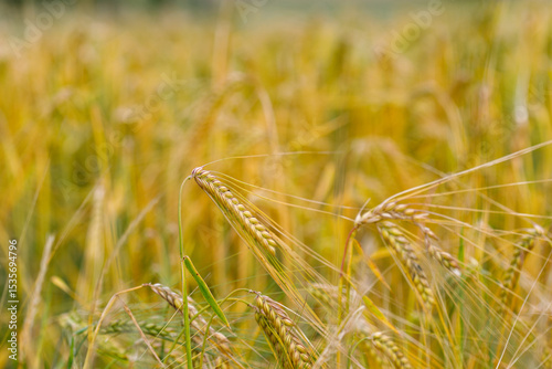 Grain Field Close-Up with Ripe Seed Heads