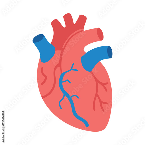 human heart anatomy model organ Flat vector illustration isolated