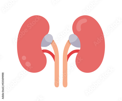 Normal human kidney in flat cartoon style  isolated on white