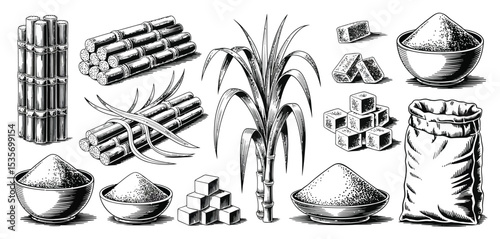 Sugarcane plant and refined sugar products illustration