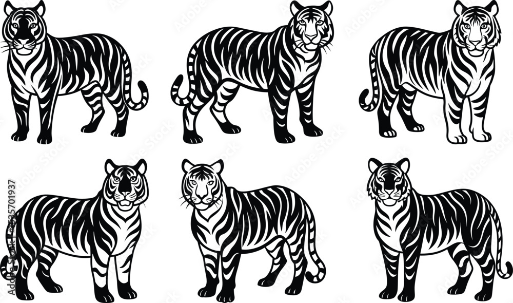 Obraz premium Six Black and White Tigers Standing Elegant Wildlife Art