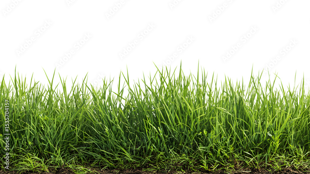 Fototapeta premium Lush green grass border design for graphic elements and background use for decorative and creative projects