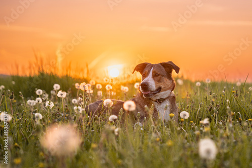 Hund im Sonnenuntergang