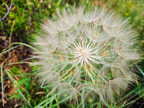 A large, fluffy seed head of a Salsify (Tragopogon) plant, approximately ten centimeters in diameter, resembling a giant dandelion. Surrounded by lush greenery, this plant is part of the natural flora