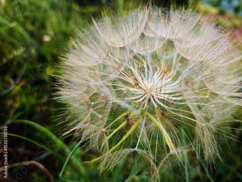 A large, fluffy seed head of a Salsify (Tragopogon) plant, approximately ten centimeters in diameter, resembling a giant dandelion. Surrounded by lush greenery, this plant is part of the natural flora