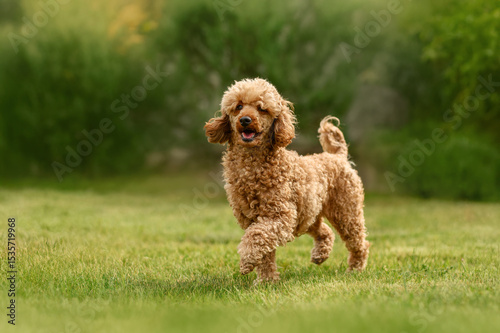 red poodle dog running happily across a green lawn, photo of a pet in nature, walk in the park