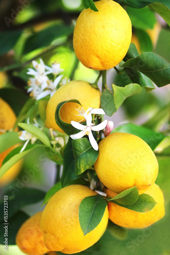 yelloy lemons and flowers on branches