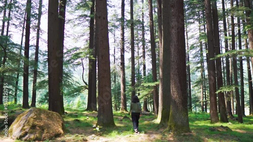 Summer hike through nature in forest of Manali, Himachal Pradesh, India. Hiker woman walking on trail path in forest of pine trees. Tourist trekking outdoors and enjoying the forest.