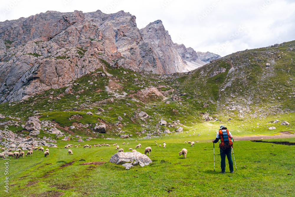 Fototapeta premium A wide-angle shot of a trekker standing with a flock of sheep on a grassy hill in the Trek Xinjiang route, China. The background is a mountain on a cloudy day. There are many rocks behind.