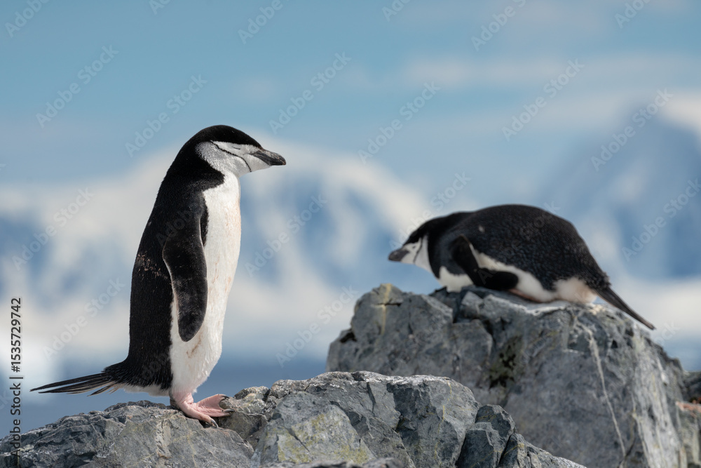 Obraz premium Two Chinstrap Penguins Perched on Rocks, with Nesting Penguin in Background, Antarctica, 