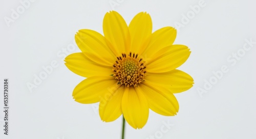 Bright Yellow Flower on White Background - A single, vibrant yellow flower with a dark center, beautifully isolated against a pure white backdrop. Perfect for adding a touch of nature to your designs