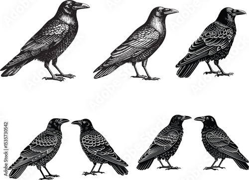 collection of birds