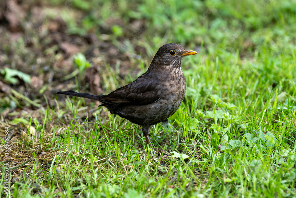 Obraz premium Female Blackbird (Turdus merula) in Dublin, commonly found across Europe in gardens and woodlands