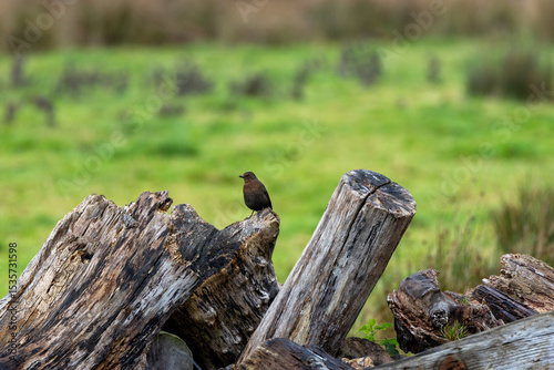 Photography Female Blackbird (Turdus merula) in Dublin, commonly found across Europe in gard