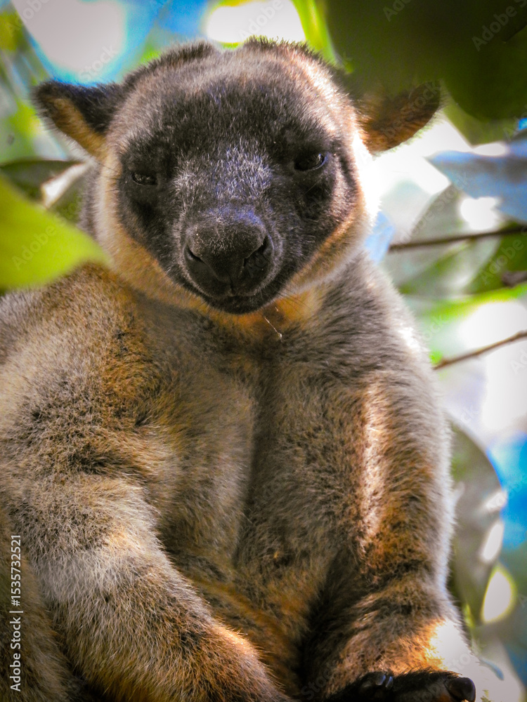 Obraz premium Sleepy Lumholtz's Tree Kangaroo