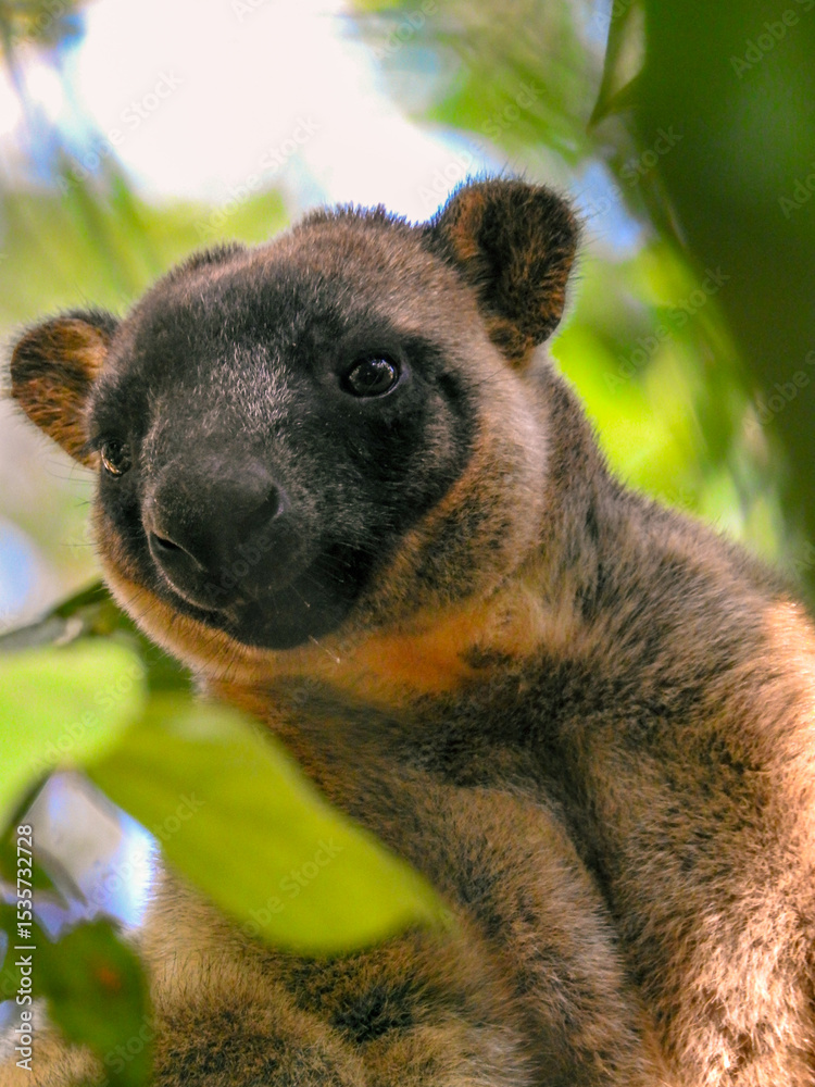 Obraz premium Curious Lumholtz's Tree Kangaroo