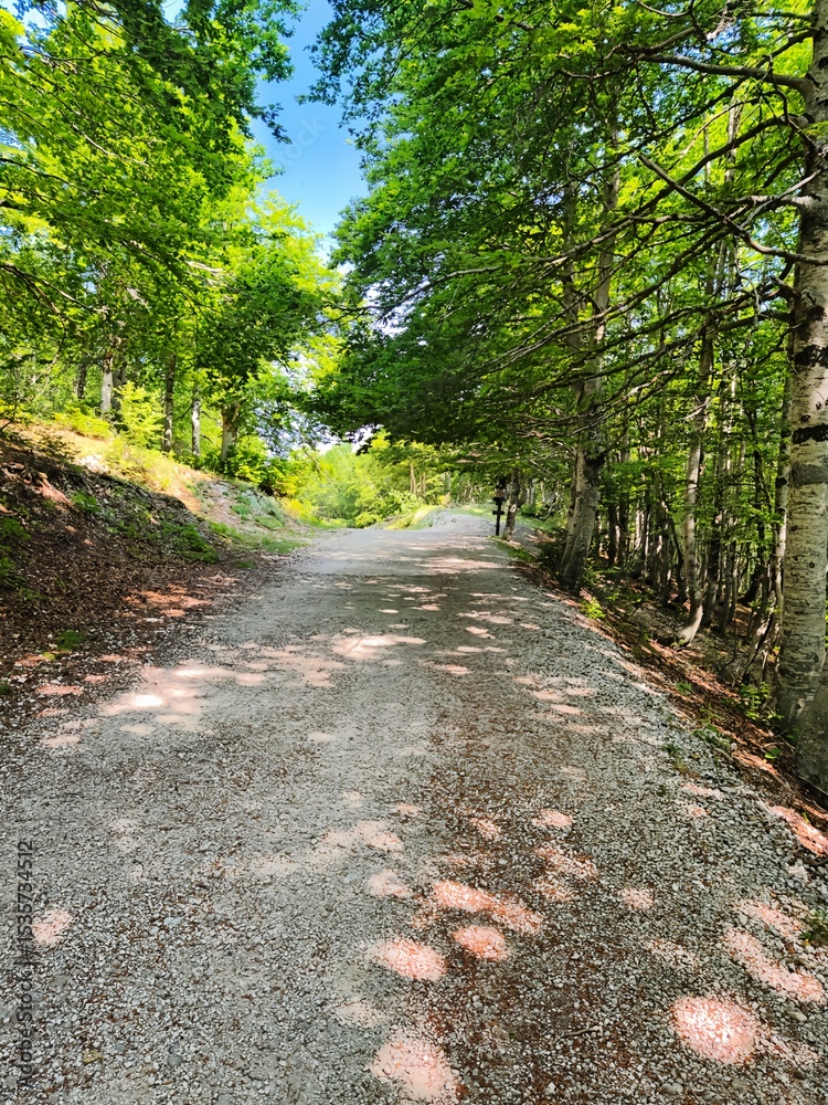 Fototapeta premium Scatti Vari