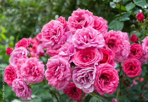 Bright pink roses in full bloom. Pink roses bloom in the garden. Tea rose flowers. Rose bush. Garden rose.