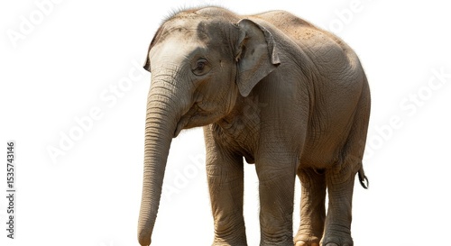 Young Asian Elephant on White Background - A young Asian elephant stands against a bright white background. Its skin is textured and its trunk is long