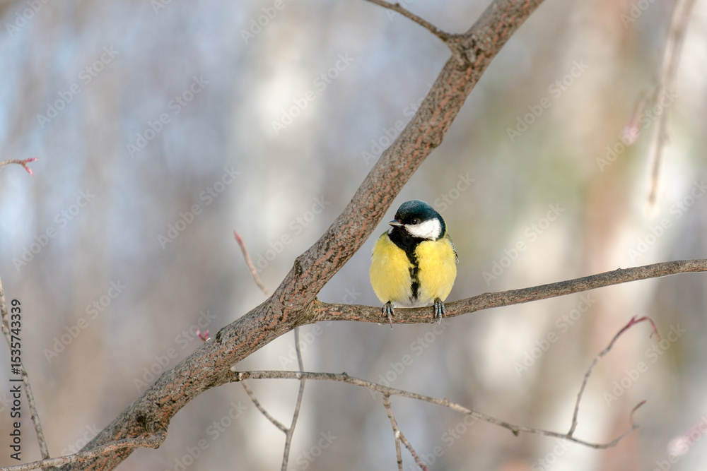 Fototapeta premium A small bird is perched on a branch in a tree