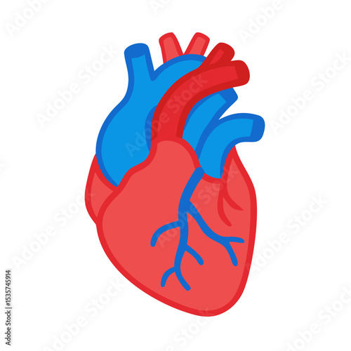 Realistic human heart vector drawing.Anatomical heart icon, Anatomical heart silhouette vector
