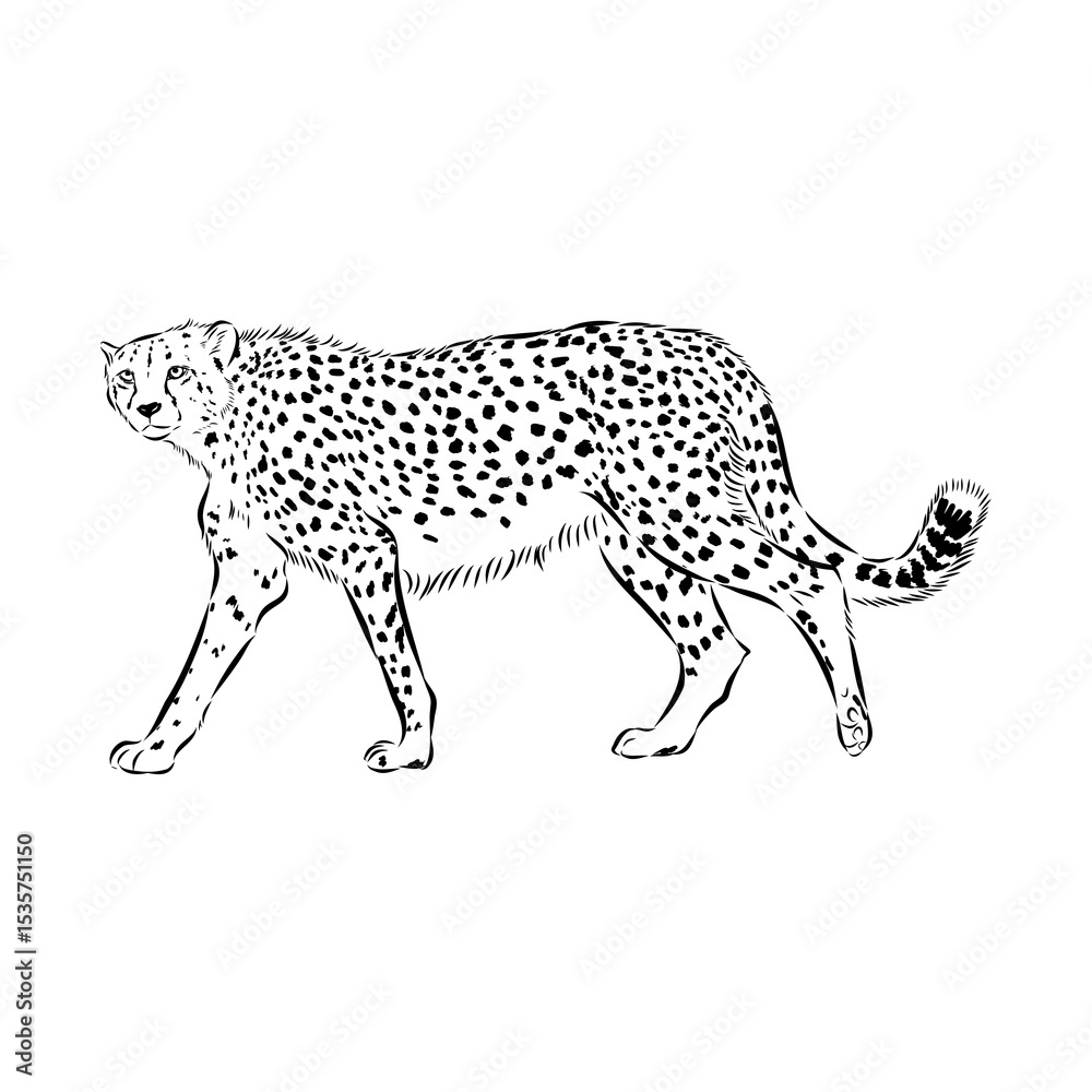 Fototapeta premium cheetah, vector sketch