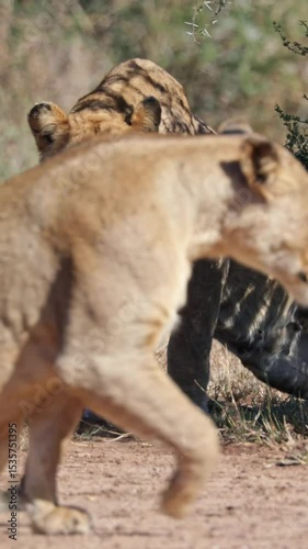 Vertical video, a lioness seeking shade.