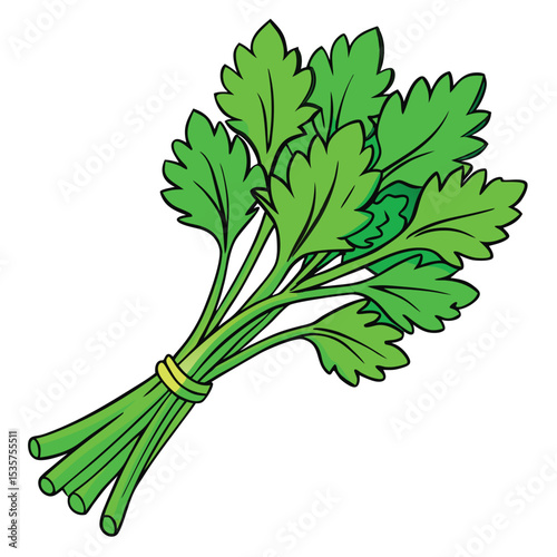 Vibrant green, freshly cut coriander bunch, tied together, ready for cooking.