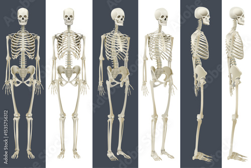 Human Skeleton Anatomy Turnaround, Printable human skeleton diagram