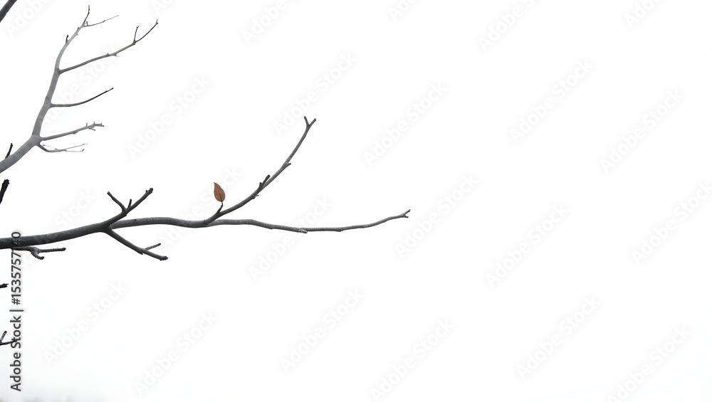Fototapeta premium Single brown leaf on bare branch against white sky