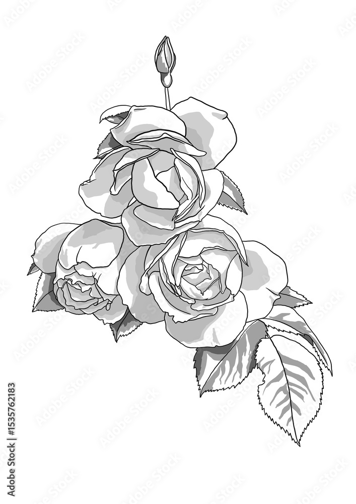 Obraz premium The illustration of hand-drawn rose.