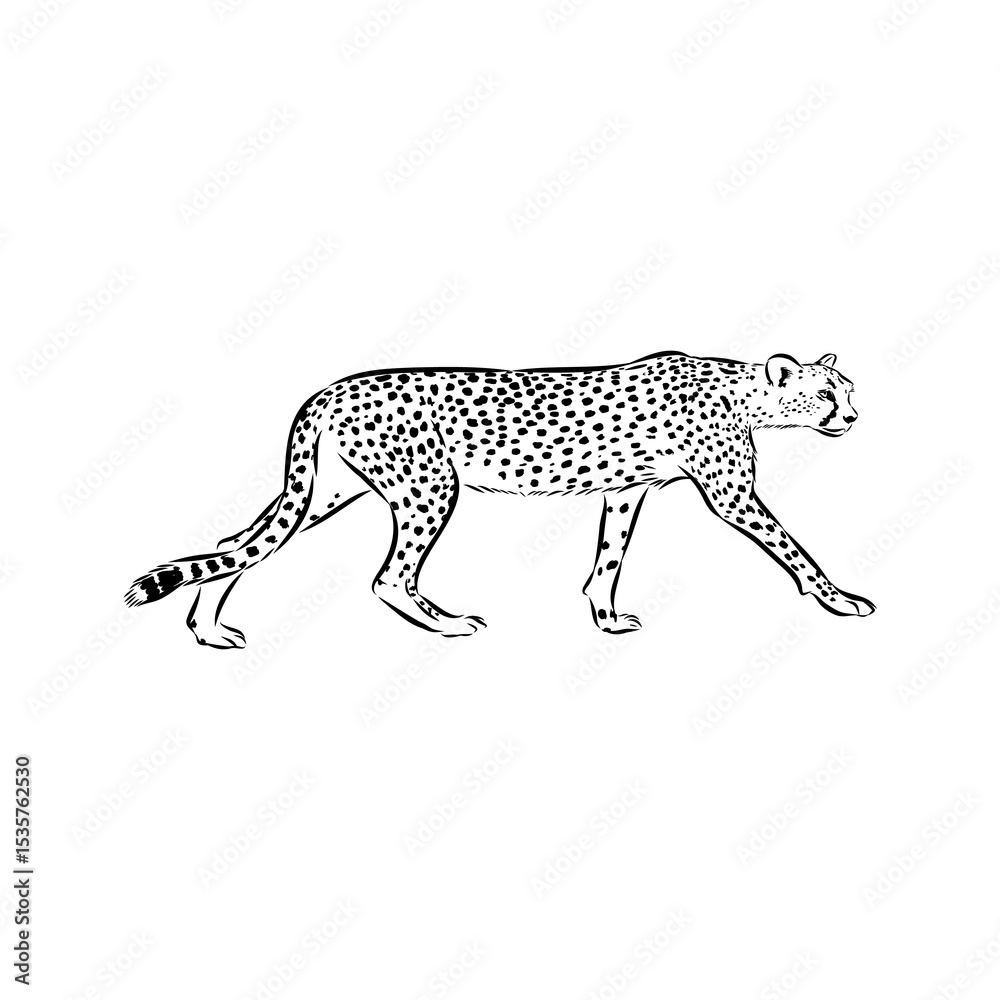 Fototapeta premium cheetah, vector sketch