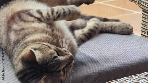 cat lying and playing on a terrace chair outdoor 