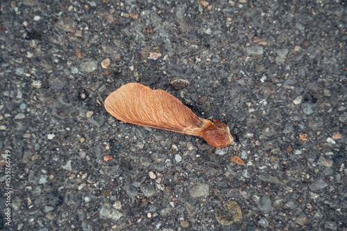 a winged seed of a Norway maple (Acer platanoides) lies on the asphalt