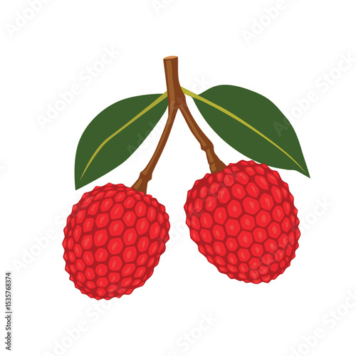 Lychee fruit vector Cartoon isolated on white background	