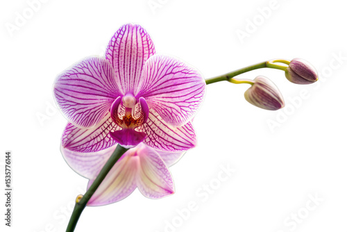 pink orchid isolated on white