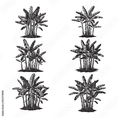 Tropical Banana Tree Botanical Sketch Illustration Set