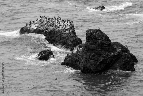 Pacific Ocean rocky coast covered with cormorants birds in black and white