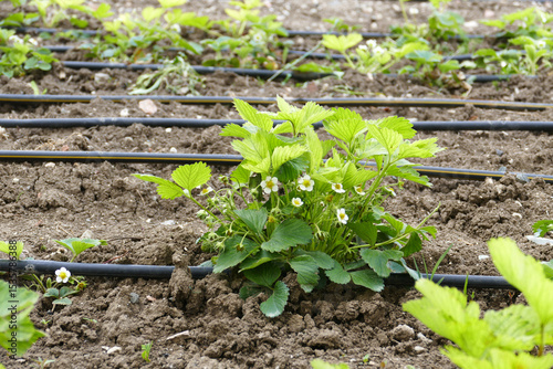 Close-up of vitamin-deficient and diseased strawberry seedlings greening and blooming in spring,