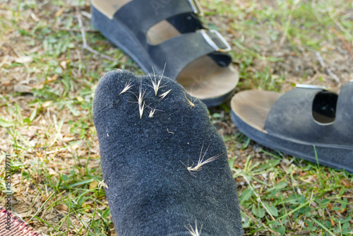 Weeds and thorns stuck to a farmer's socks. worker's dirty socks,