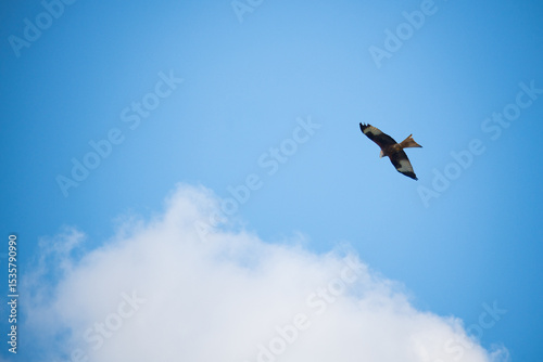 A small falcon flying in the blue sky