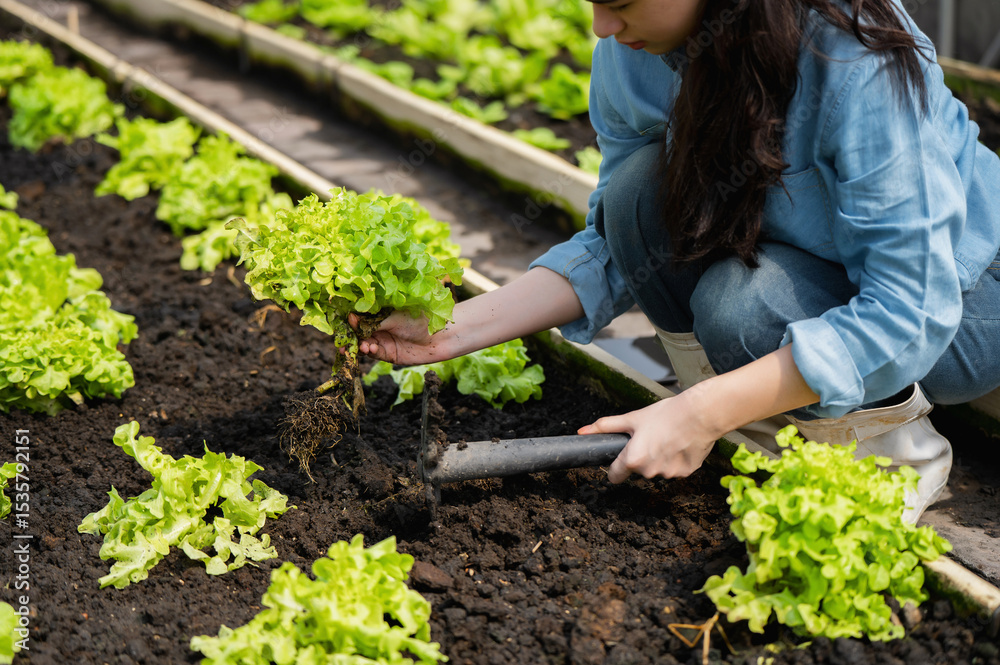 Fototapeta premium Young girl studying and learning about organic gardening together, Organic farming teamwork harvesting greens, Greenhouse crop care and Sustainable vegetable harvest in soil bed