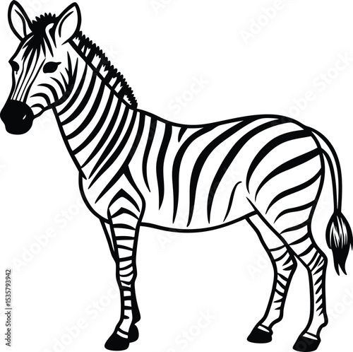 zebra isolated on white background