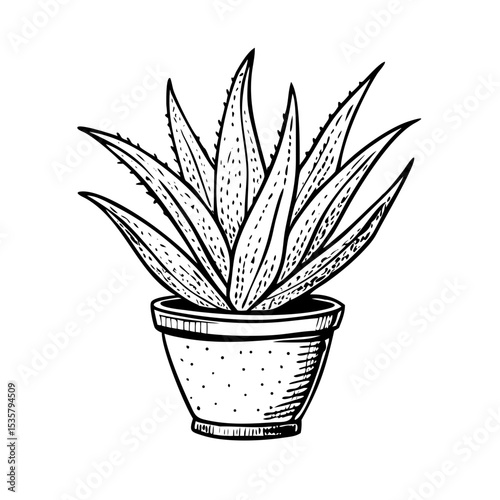 Aloe vera plant hand-engraved in terracotta pot with classic stippled texture
