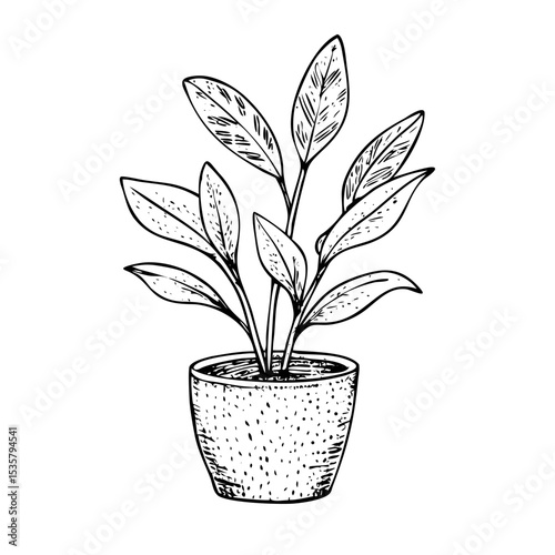 ZZ plant illustration in concrete pot with engraved stipple texture