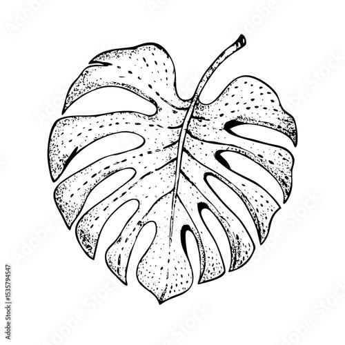 Monstera deliciosa vintage leaf illustration with classic stipple shading